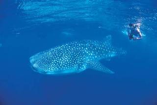 Sal Salis Ningaloo Reef Exmouth