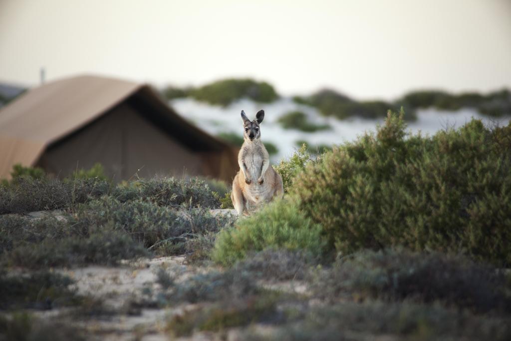 Sal Salis Ningaloo Reef 4* Exmouth