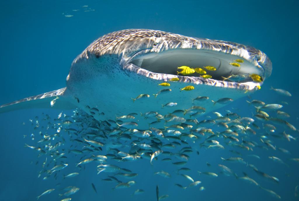 Luxury tent Sal Salis Ningaloo Reef
