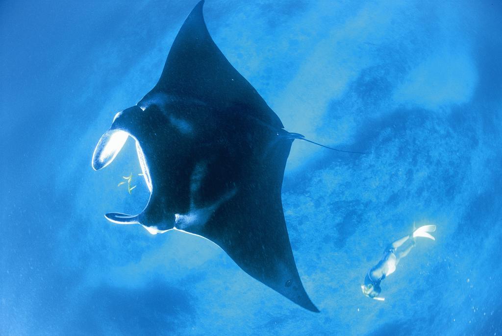 Sal Salis Ningaloo Reef 4*